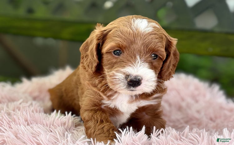 Cavapoo dogs for sale - Ad 1