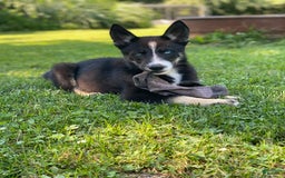 Gerberian Shepsky dogs for sale: Princess - Image 23