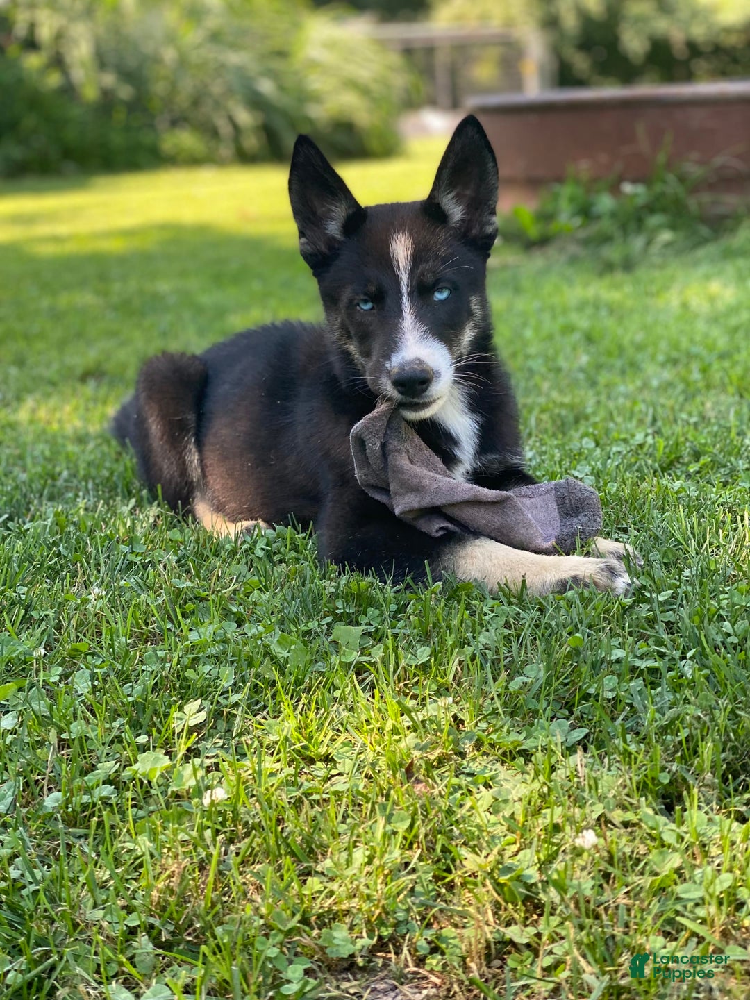 Gerberian Shepsky dogs for sale: Princess - Image 23