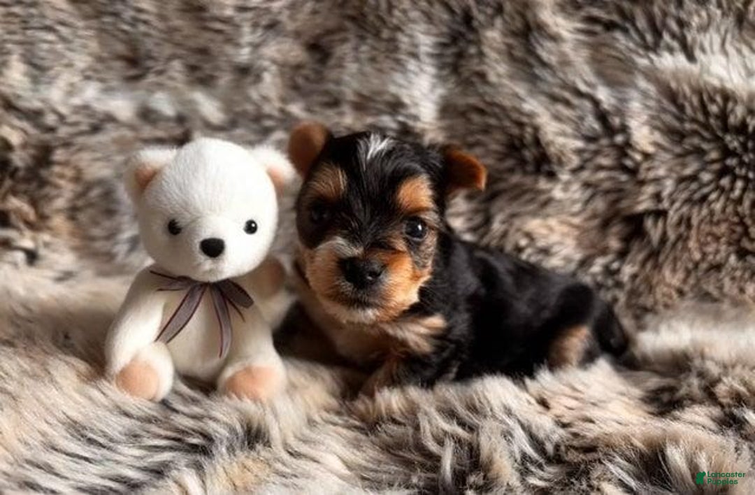 Yorkshire Terrier dogs for sale: Femi - Image 1