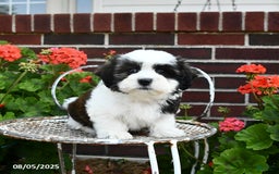 Malshi dogs for sale: Dolly - Image 5