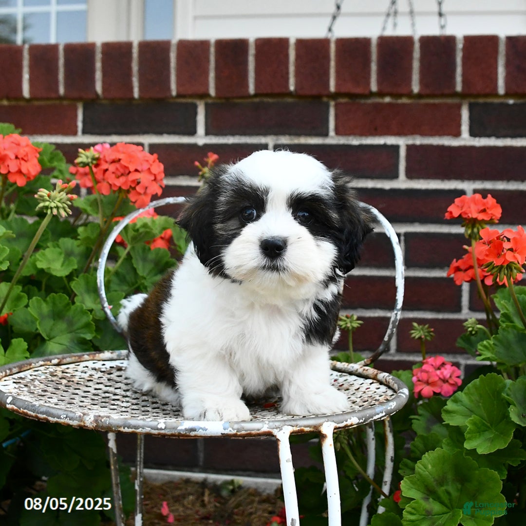 Malshi dogs for sale: Dolly - Image 5