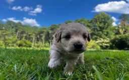 Aussiedoodle dogs for sale: Beau - Image 6