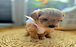 Maltipoo dogs for sale: Maxxy - Image 7