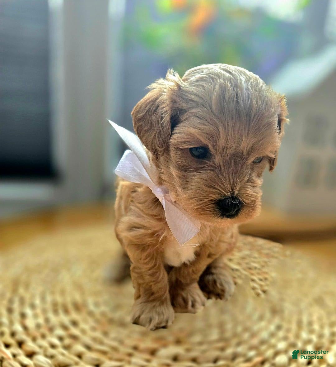 Maltipoo dogs for sale: Maxxy - Image 7