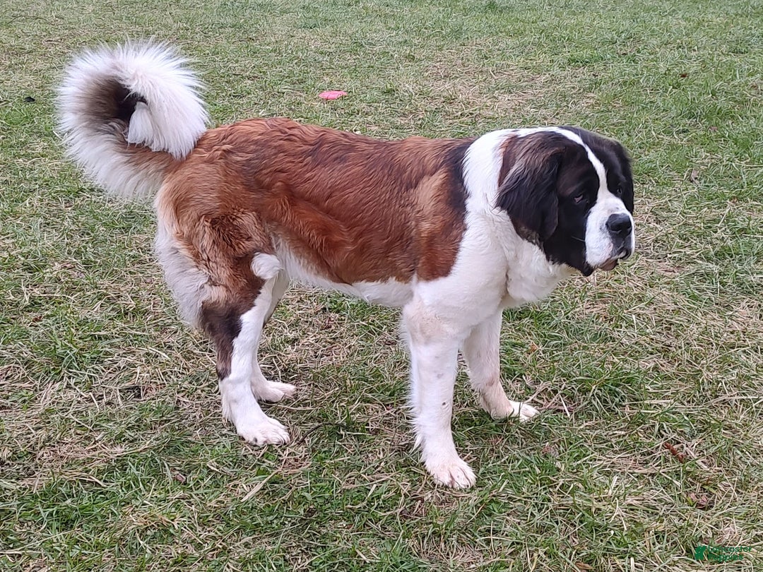 Saint Bernard dogs for sale: Holly - Image 15