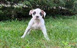 Boxer dogs for sale: Jamba - Image 1