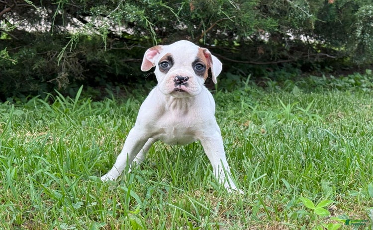 Boxer dogs for sale - Ad 3