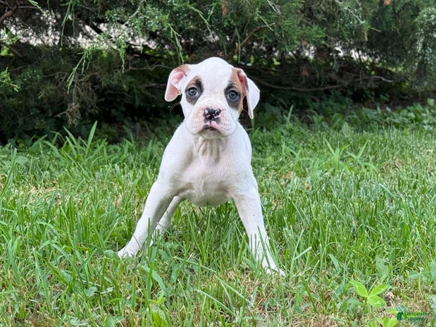 Boxer dogs for sale - Ad 3