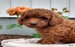 Miniature Poodle dogs for sale: Travis - Image 6