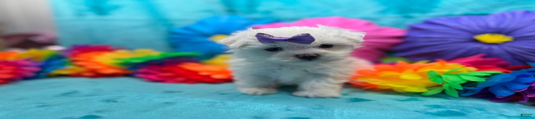 AKC purple bow