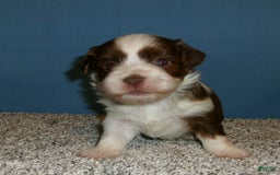 Havanese dogs for sale: Sundae - Image 1