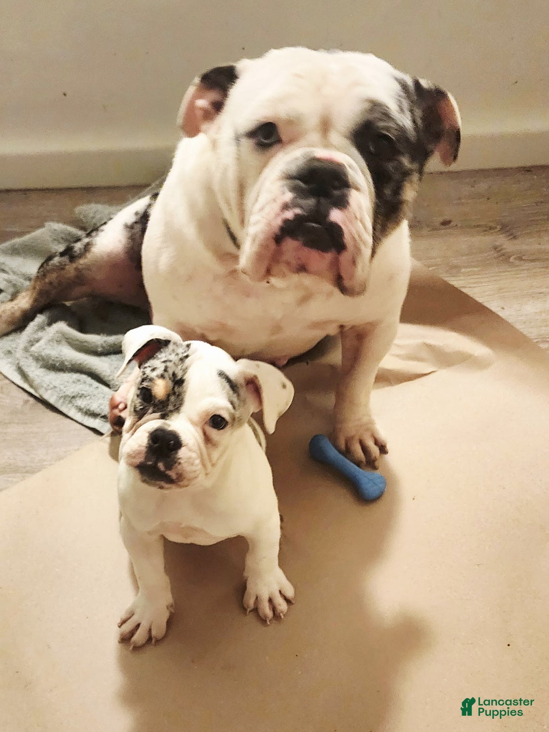 Olde English Bulldogge dogs for sale: Sweetie - Image 2