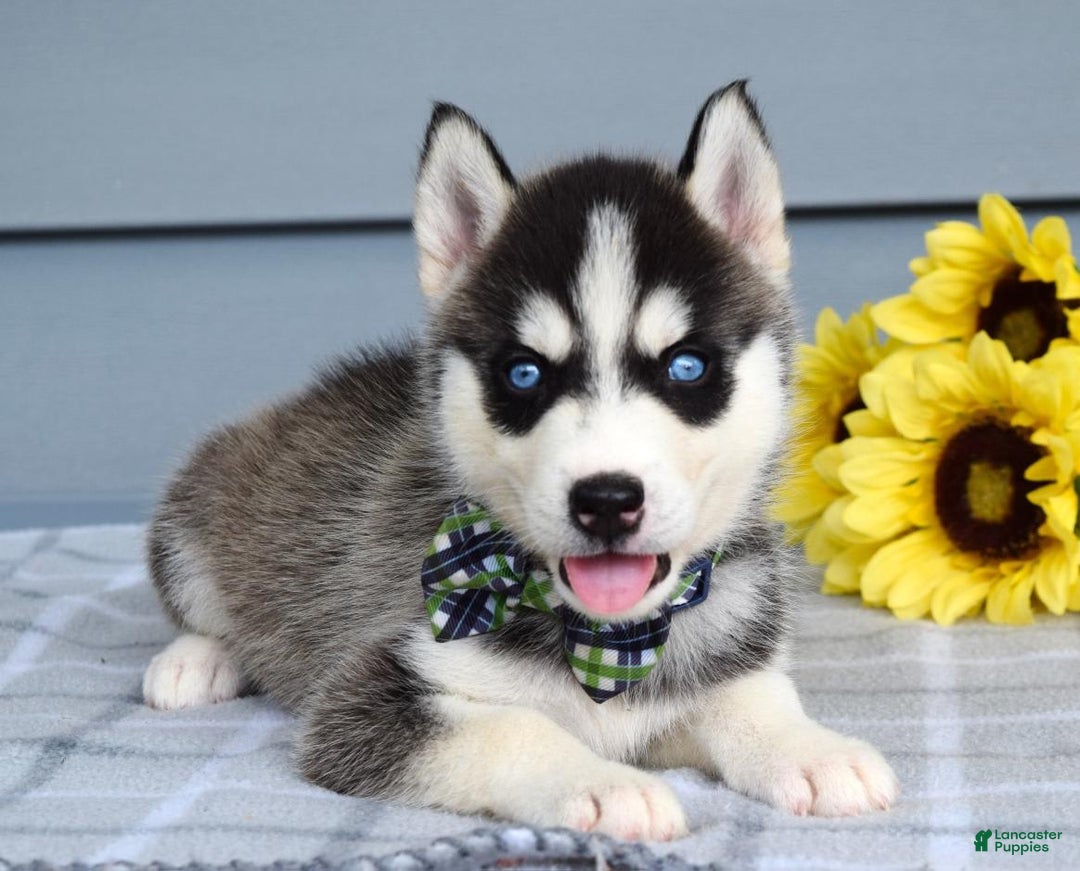 Siberian Husky dogs for sale: Conner - Image 6
