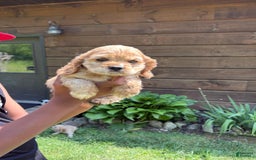 Cocker Spaniel dogs for sale: Milo - Image 6