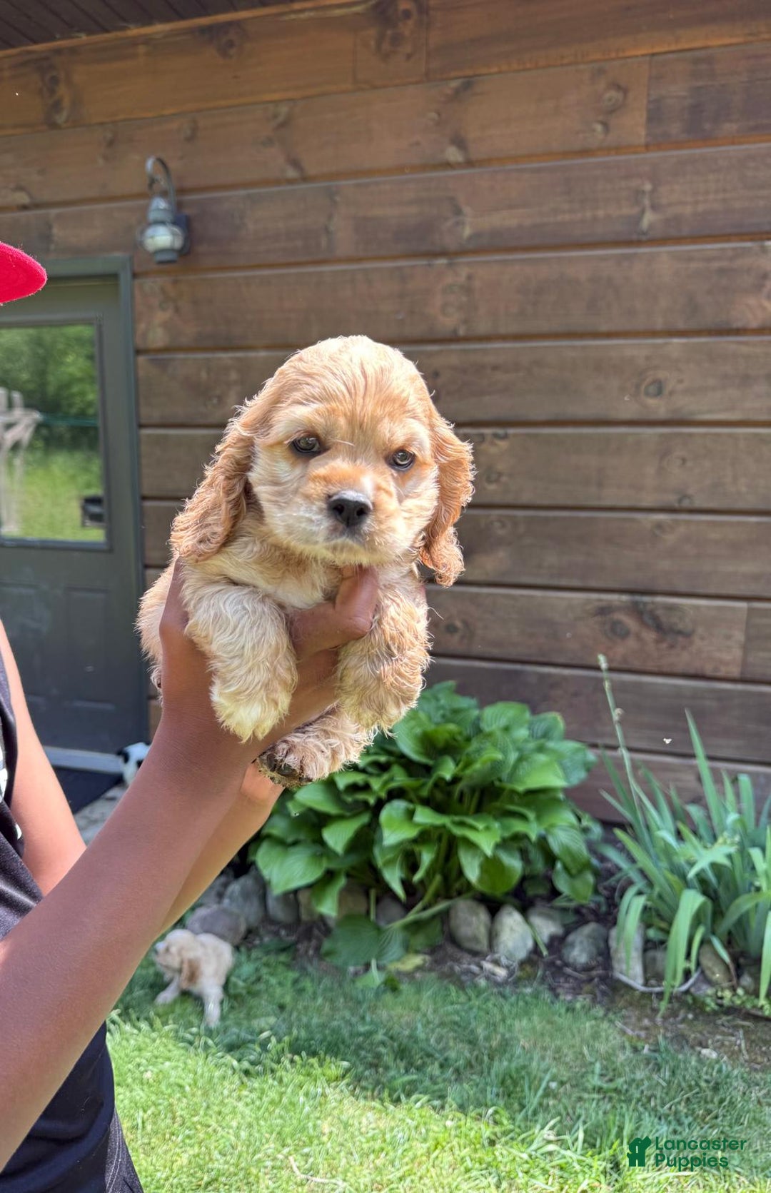 Cocker Spaniel dogs for sale: Milo - Image 6