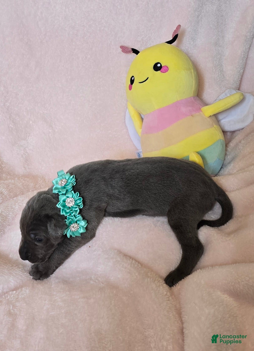 Great Dane dogs for sale: Sky - Image 12