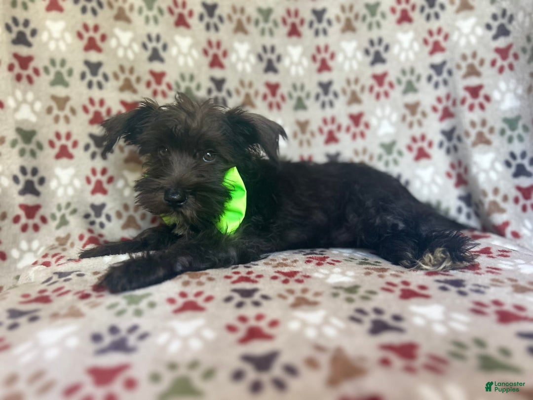 Miniature Schnauzer dogs for sale: Riot - Image 9