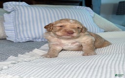Goldendoodle dogs for sale: Archie - Image 7