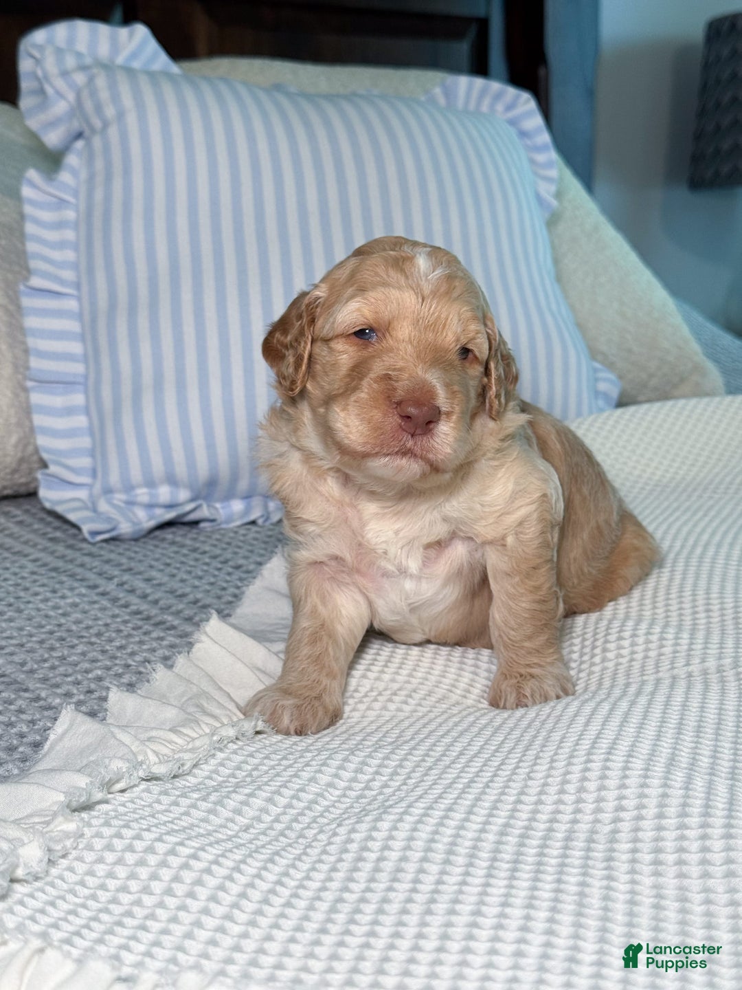 Goldendoodle dogs for sale: Archie - Image 7