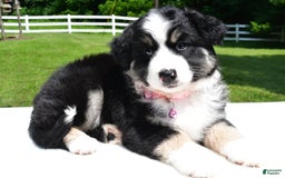 Miniature Australian Shepherd dogs for sale: Julie - Image 7