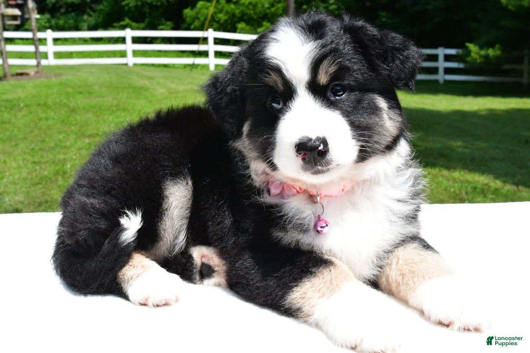 Miniature Australian Shepherd dogs for sale: Julie - Image 7
