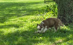 Siberian Husky dogs for sale: Munchkin - Image 5