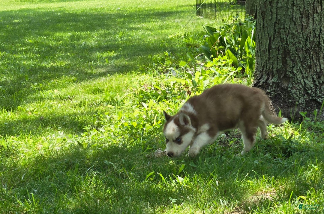 Siberian Husky dogs for sale: Munchkin - Image 5