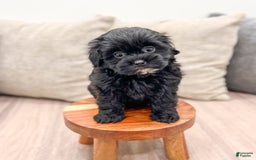 Shihpoo dogs for sale: Raven - Image 5