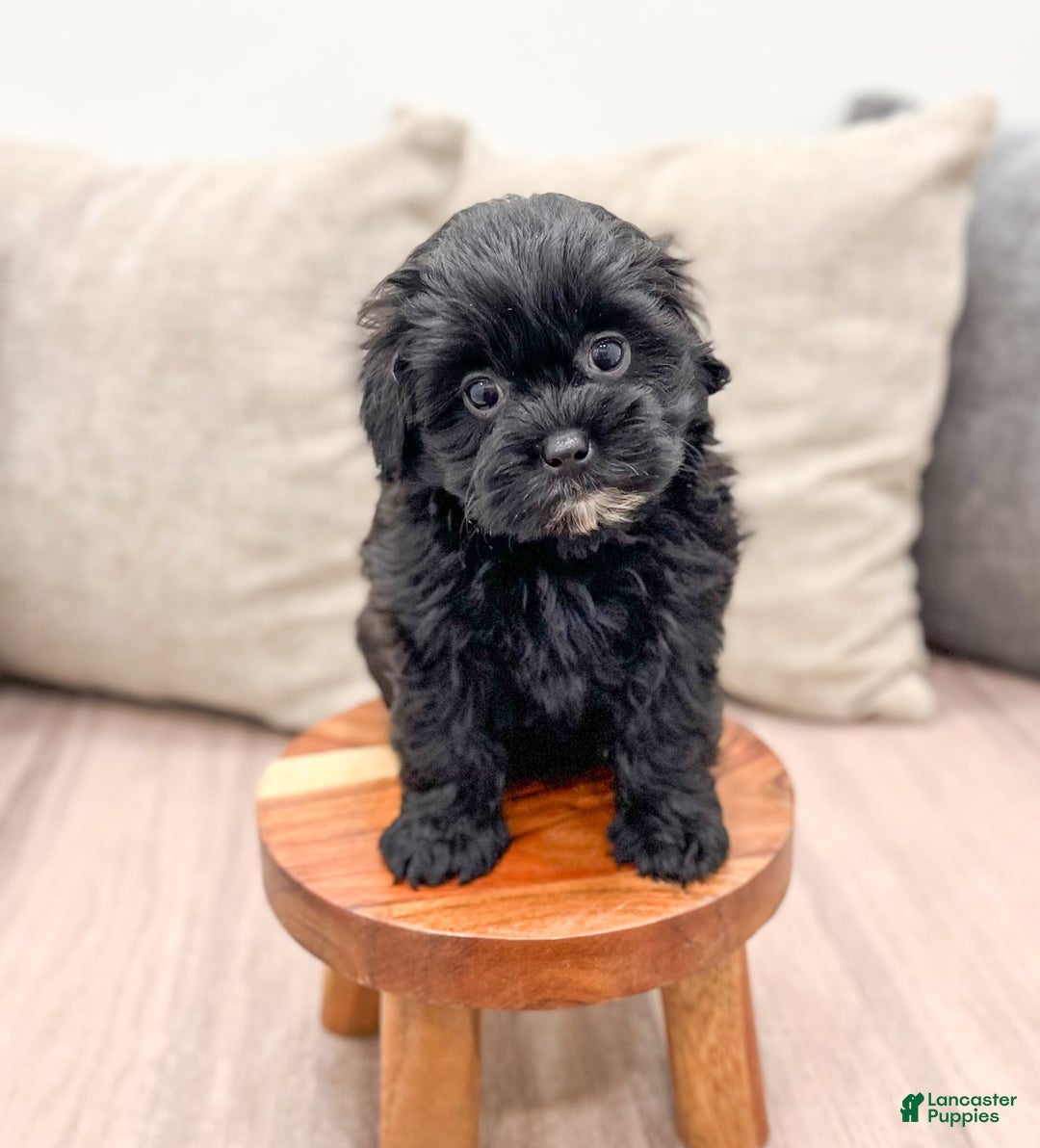 Shihpoo dogs for sale: Raven - Image 5