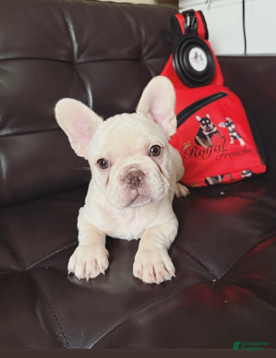 French Bulldog dogs for sale: Rhea - Image 2