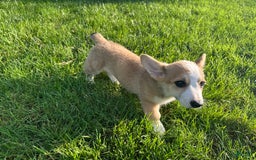 Welsh Corgi Pembroke dogs for sale: Molly - Image 1