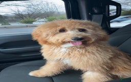 Mini Goldendoodle dogs for sale: Sage - Image 1