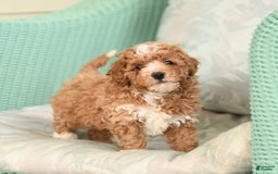 Maltipoo dogs for sale: Loyal - Image 2