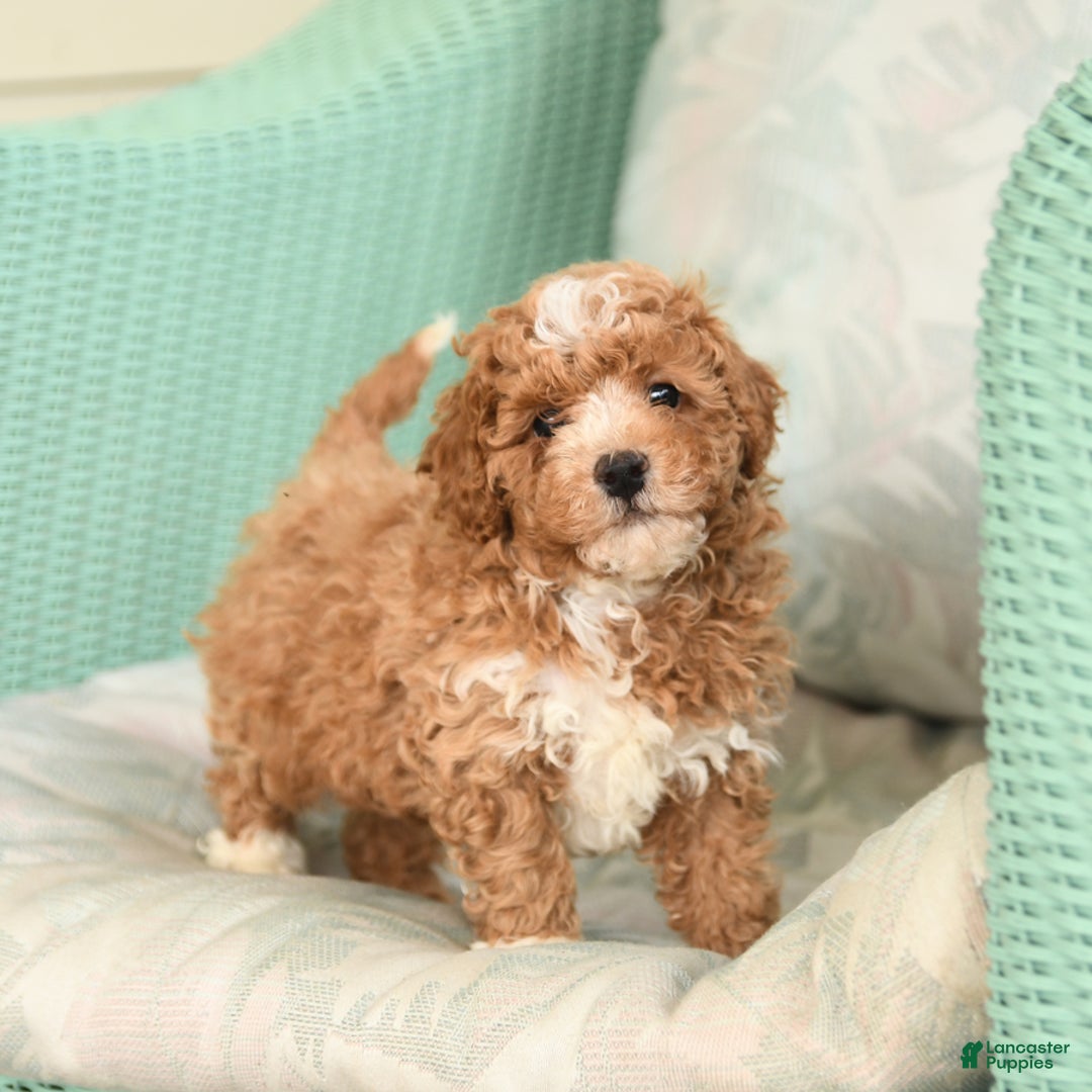 Maltipoo dogs for sale: Loyal - Image 2