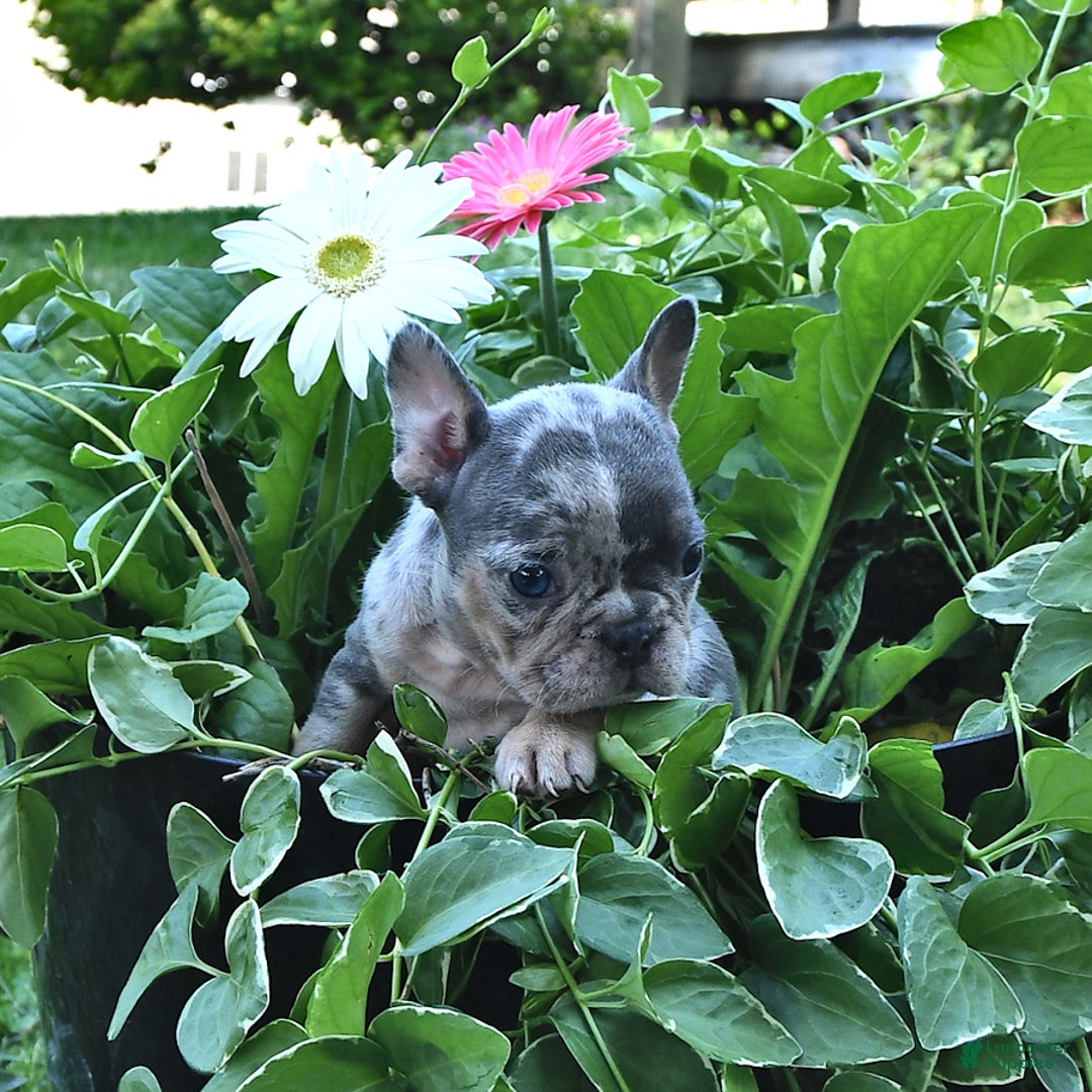 French Bulldog dogs for sale: Half And Half - Image 7