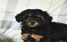 Miniature Poodle dogs for sale: Joy - Image 5