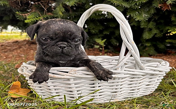 Pug dogs for sale - Ad 5