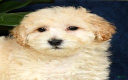 Bichpoo dogs for sale: Kaitlyn - Image 5