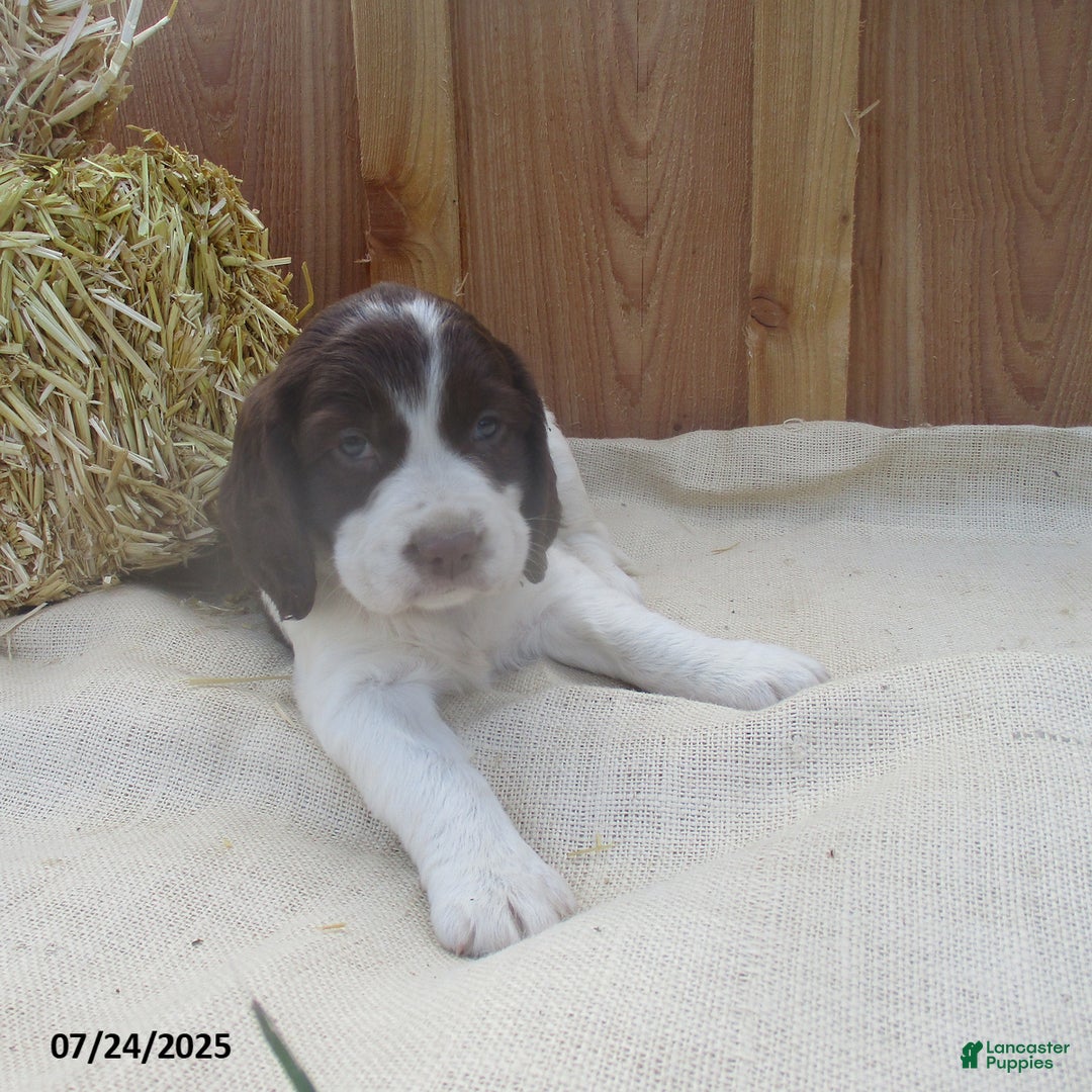 English Springer Spaniel dogs for sale: Mason - Image 1