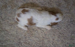 Cavapoo dogs for sale: Penny - Image 3