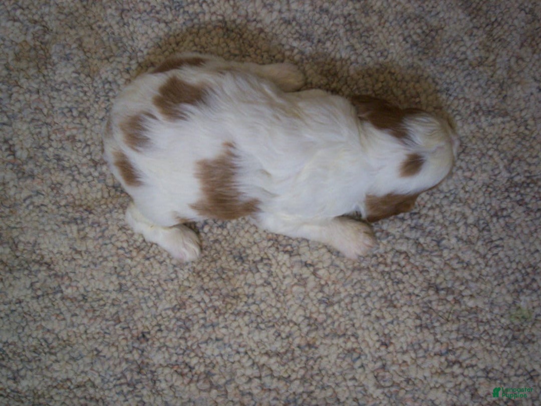 Cavapoo dogs for sale: Penny - Image 3