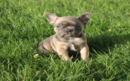 French Bulldog dogs for sale: French Bulldog 3 puppies - Image 35