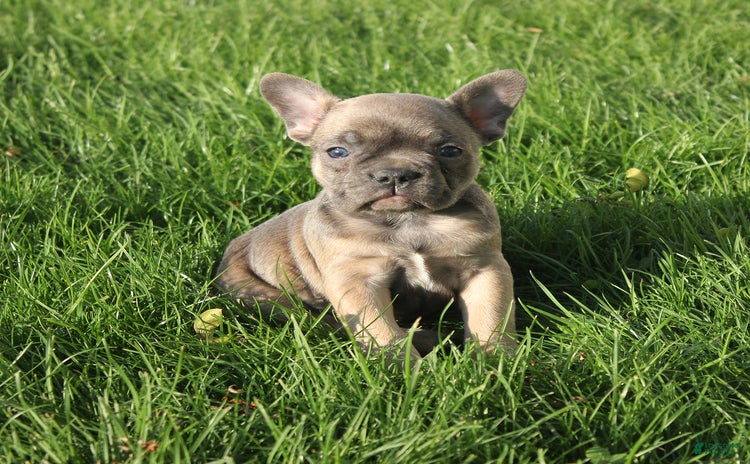 French Bulldog dogs for sale - Ad 2