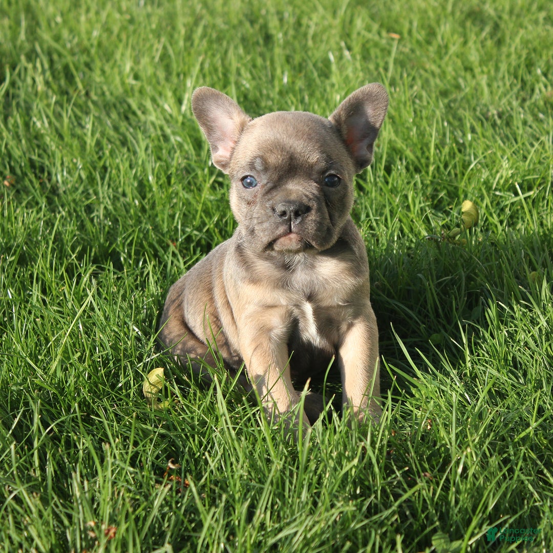 French Bulldog dogs for sale: French Bulldog 3 puppies - Image 35