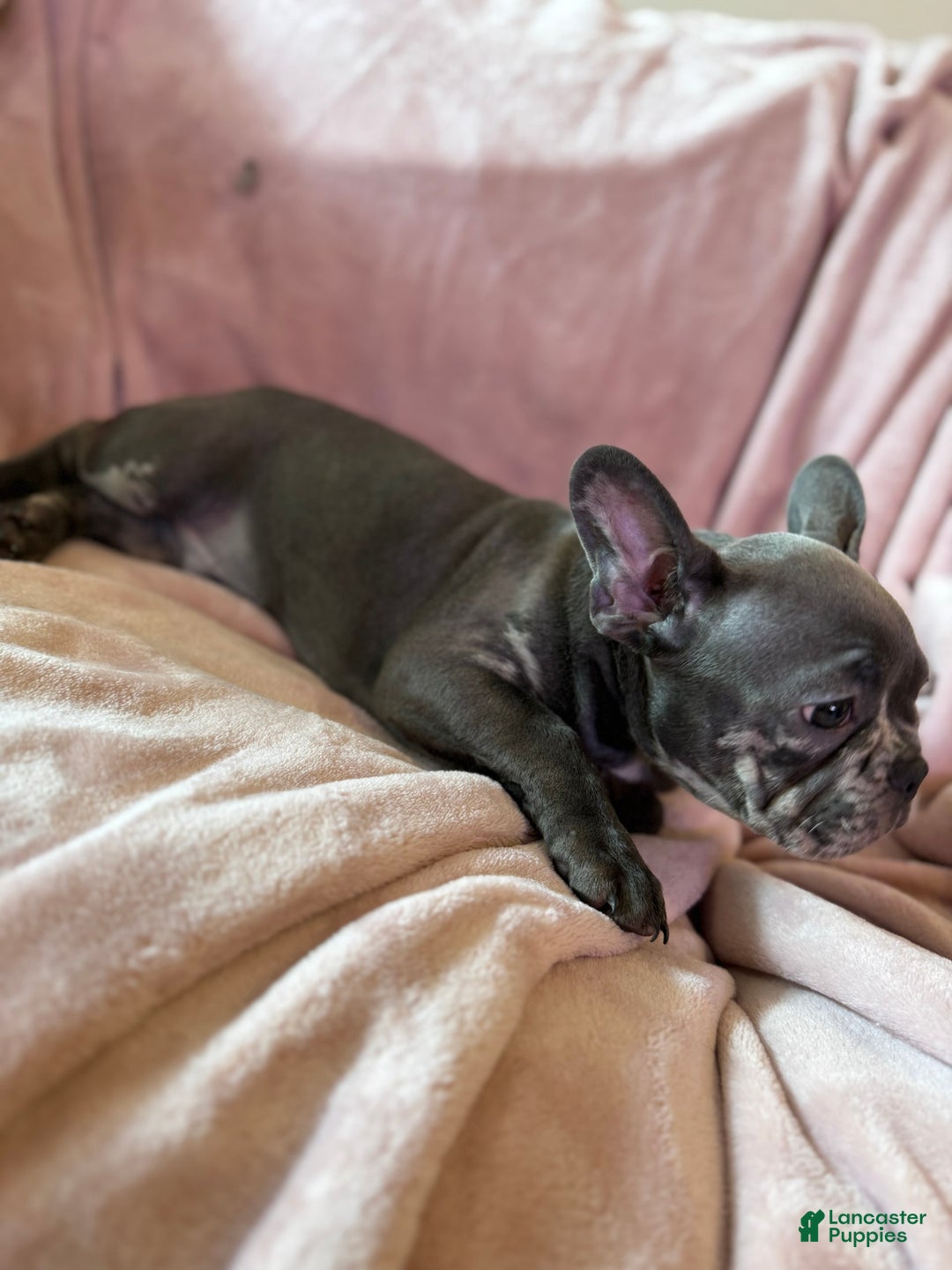 French Bulldog dogs for sale: Thor - Image 10
