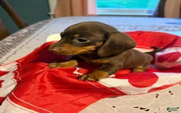 Miniature Dachshund dogs for sale: Roxy - Image 2