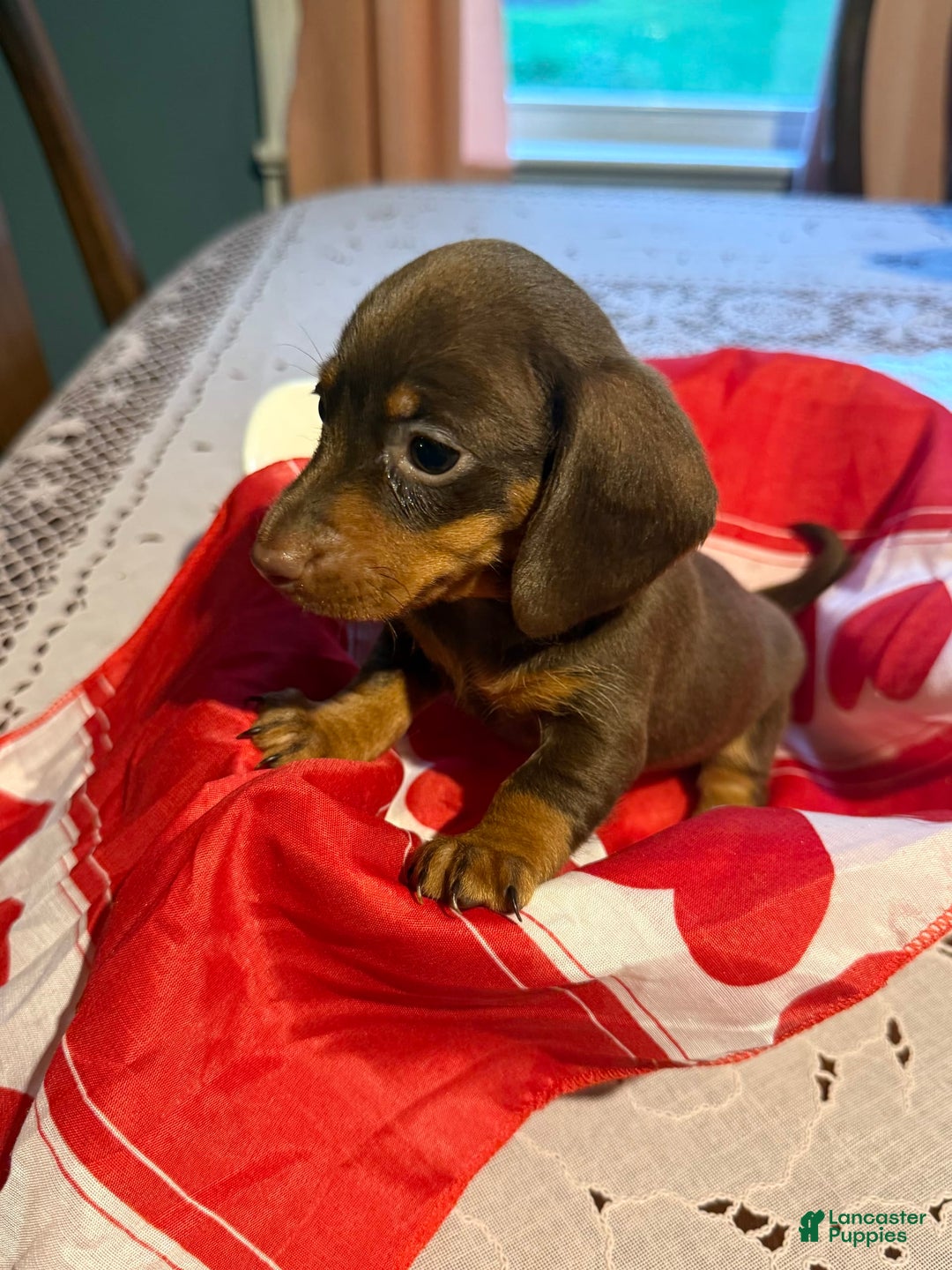 Miniature Dachshund dogs for sale: Roxy - Image 2