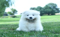 Samoyed dogs for sale: Blake - Image 4