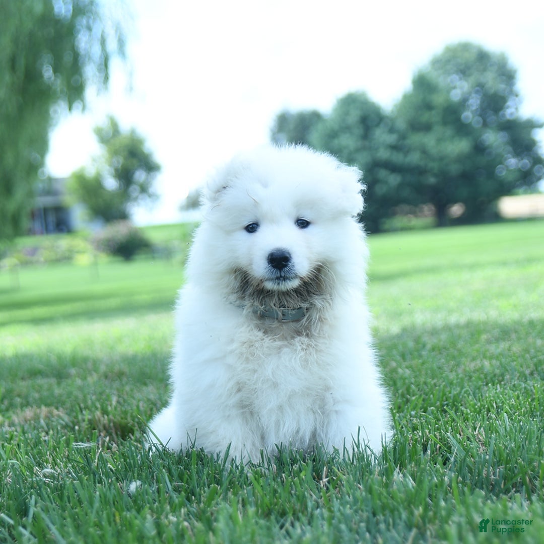 Samoyed dogs for sale: Blake - Image 4